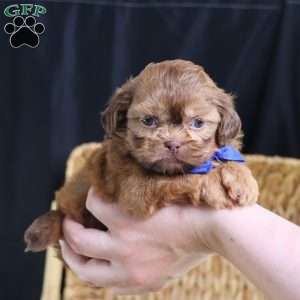 George (Mini), Shih Tzu Puppy